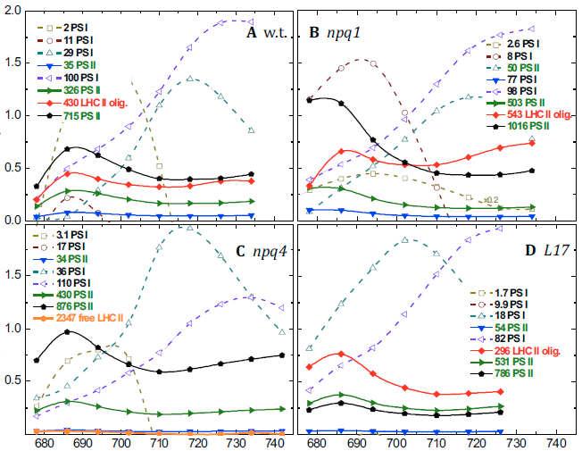 Ergebnisse Amplitude Amplitude Wellenlänge Wellenlänge Abbildung 3.12: Komponenten der Fluoreszenzlebenszeiten verschiedener Pflanzen unter F NPQ -Bedingungen.
