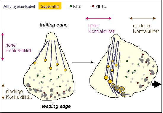 4 4BDiskussion Proteinen der Kinesinfamilie (KIFC3, STARD9) wird eine allgemeine Rolle für Supervillin und assoziierte Proteine bei der Koordination von Mikrotubuli-Motoren mit Aktin und der Myosin