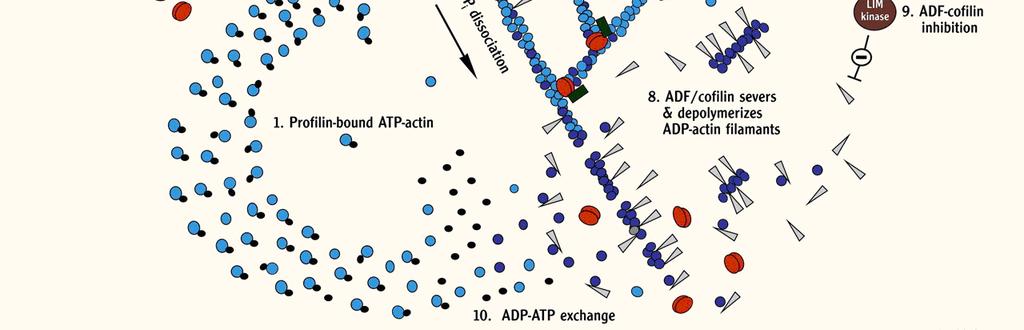 (2) Die Aktivierung von Proteinen der WASp Familie führt zur Aktivierung des Arp2/3 Komplexes, was neue stumpfe Enden und somit neue Filamente erzeugt (3).