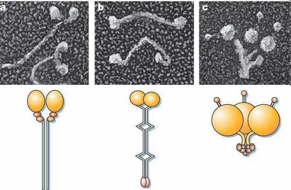 1 Einleitung Aktinfilamenten laufen, sowie Dyneine und Kinesine, die sich entlang Mikrotubuli bewegen.