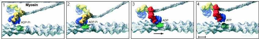 1 Einleitung Proteinen entdeckt, was auf eine gemeinsame evolutionäre Entstehung hinweist (Schliwa und Woehlke, 2003; Vale und Milligan, 2000).