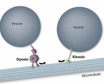 1 Einleitung 1.4 13BVesikeltransport Vesikel sind kleine, intrazelluläre, membranumhüllte Kompartimente, die für den Transport verschiedenster Stoffe verantwortlich sind.