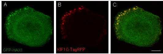 Weißer Balken: 10 µm. Um die Verteilung von HAX1 und KIF1C in humanen Makrophagen zu untersuchen, wurden GFP-HAX1 und KIF1C-TagRFP in humanen Makrophagen kotransfiziert. Abb. 3.