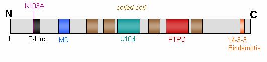 3 33B3B BErgebnisse 3B 3.1.6.1 19BHAX1 kolokalisiert mit KIF1C-K103A am MTOC Die bisher dargestellten Ergebnisse lassen auf eine Bindung zwischen HAX1 und KIF1C schließen.