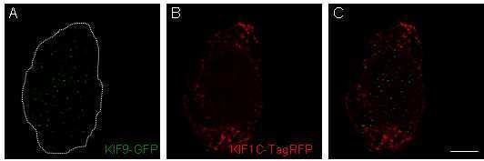 Die Überlagerung (C) zeigt, dass KIF9-GFP vor allem im Zentrum der Zelle lokalisiert.