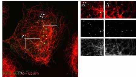 3 33B3B BErgebnisse 3B 3.3.5 85BKIF9-positive Vesikel assoziieren mit Mikrotubuli Kopp et al. (2006) zeigten, dass KIF1C mit Mikrotubuli bzw. Mikrotubuli-Plusenden assoziiert.