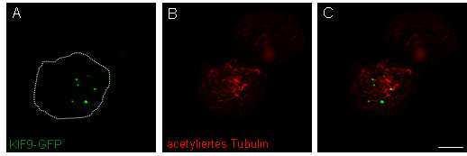3 33B3B BErgebnisse 3B che Kinesin-Motoren verschiedene Mikrotubuli-Subpopulationen für den Transport nutzen, um Vesikel zu verschiedenen subzellulären Kompartimenten zu transportieren.
