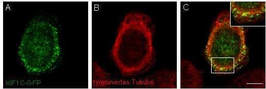 Zellen gegen acetyliertes bzw. tyrosiniertes Tubulin gefärbt.