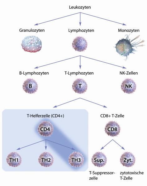 Wächter der oralen Toleranz: TH3- Zellen Die Entscheidungsträger: T-Helfer-Zellen naive Th 0 -Zelle Th 1 Th 2 Th 3 Entzündung IgG-Bildung Typ-III Reaktion Parasitose/