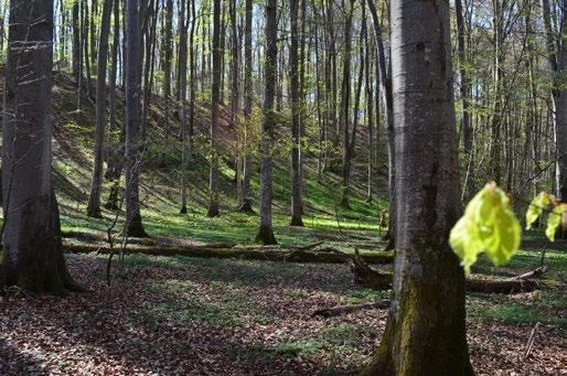 Naturwaldreservat Weiherbuchet Flache Terrassen und steile Wälle der Endmoräne prägen das Reservat.
