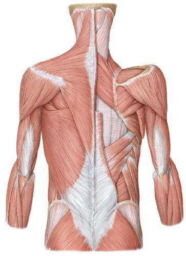 7.1 Schulter 7.1 Schulter SCHULTER M.trapezius, Pars transversa M.trapezius, Pars descendens M.rhomboideus minor M.levator scapulae Clavicula Spina scapulae M.deltoideus M.teres minor M.teres major M.