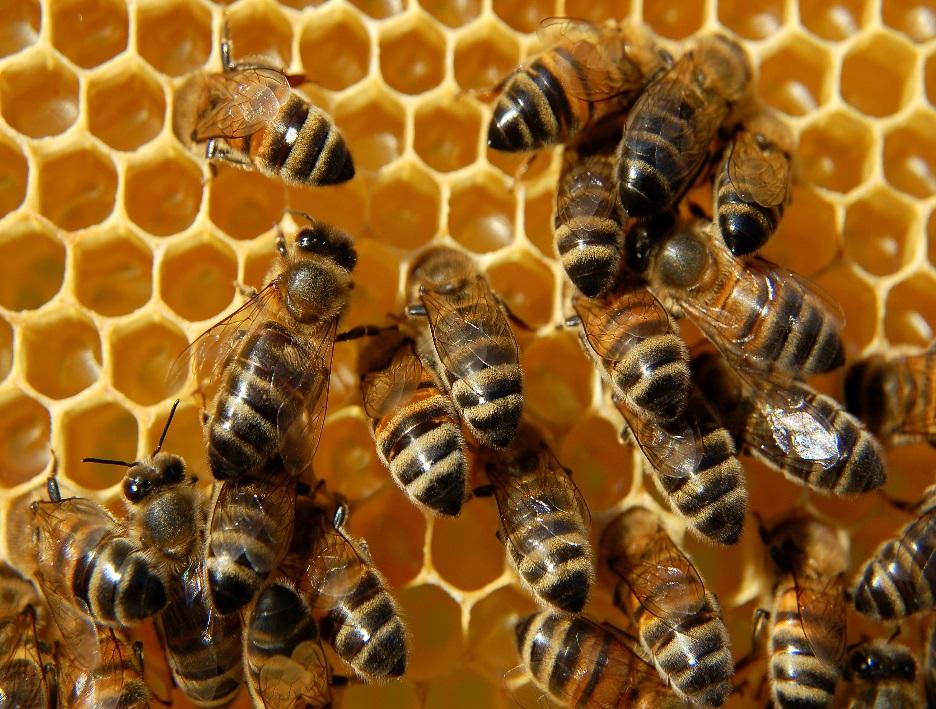 Varroose (Varroatose) Es handelt sich bei der Varroose um eine Ektoparasitose der westlichen Honigbiene, Apis mellifera, verursacht durch Milben der Gattung Varroa destructor mit Folgeschäden durch