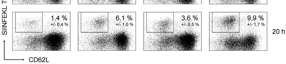 die Ergebnisse des in vivo Zytotoxizität- Assays.