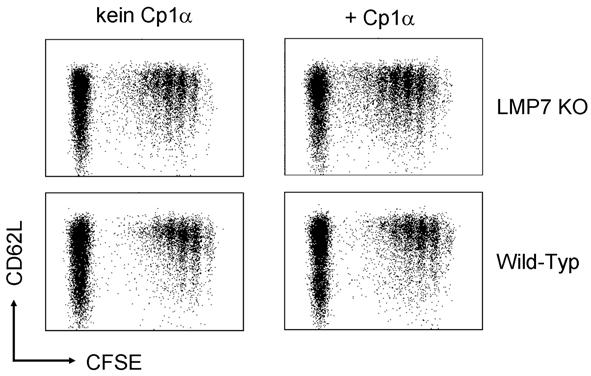 3 Ergebnisse Teil I derjenige Ligand, der den OT-1 T-Zell-Rezeptor selektionieren kann auch Proliferationssignale vermitteln kann.