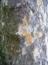 Rinde der Platane, Eigene Aufnahme Abbildung 111 (S. 113) wird die Rinde der Platane dargestellt. Die Früchte der Linde lassen diesen Baum auf den ersten Blick eindeutig bestimmbar erscheinen.