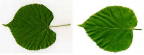 Jedoch können zwei eindeutige Merkmale zur Unterscheidung dieser ausgemacht werden. Zum einen besitzen die Blätter eine im direkten Vergleich unterschiedliche Form.