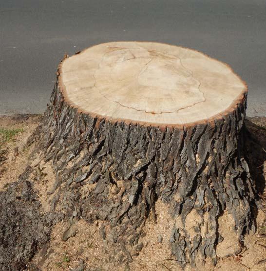 Der Status (Exist, Extinkt) eines Baumes kann mit Foto dokumentiert werden. So können verbliebene Reste eines Baumes (Wurzelteller, Stammansatz) fotografiert werden. In der Abbildung 56 (S.