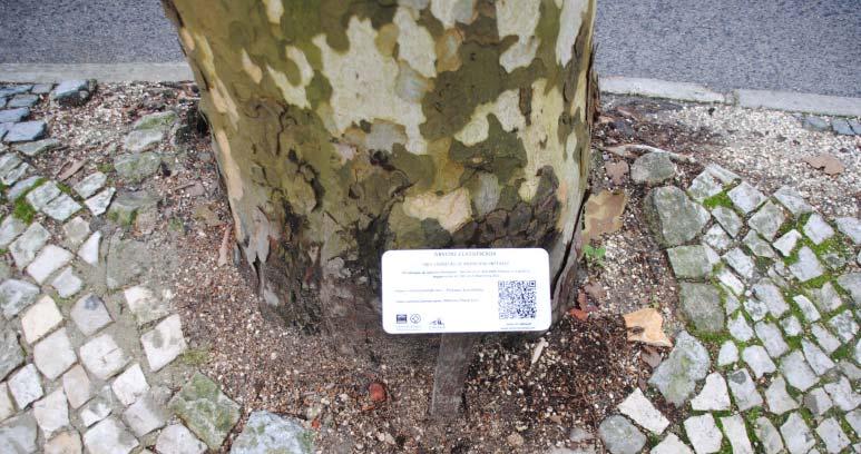 Über eine Karte können die fehlenden oder beschädigten Baumkennzeichnungen erfasst werden. Daher ist eine regelmäßige Nachkartierung oder Folgekartierung angeraten.