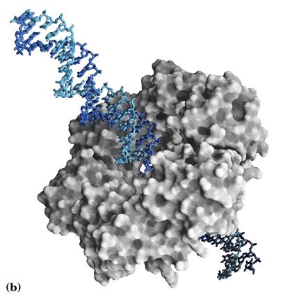 Proliferating cell nuclear antigen (PCNA): Gleitende Klammer Die Struktur des PCNA zeigt, wie es