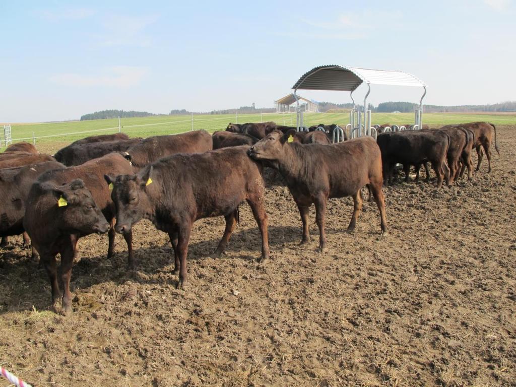 26 3.8 Eignung männlicher Wagyu-Rinder und Kreuzungstiere Wagyu- Bulle mit Braunvieh- und Fleckviehkühen für die intensive Bullenmast.