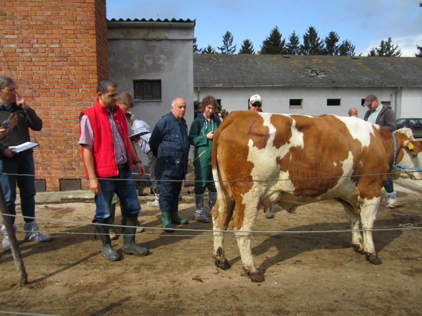 Ab Januar 2013 wurde vom Deutschen Holsteinverband eine Anpassung bei NOVO 3 vorgenommen. Dadurch werden zukünftig größere Streuungen in den Merkmalen erreicht.