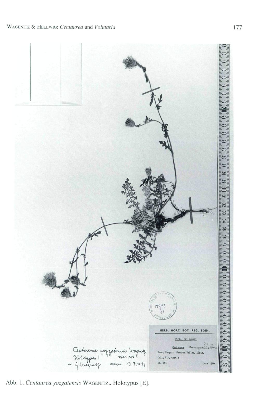WAGENITZ & HELLWIG: Centaurea und Volutaria 177 < ü. W Fror. Toîgat: Stiurja Tall«?, KupH.