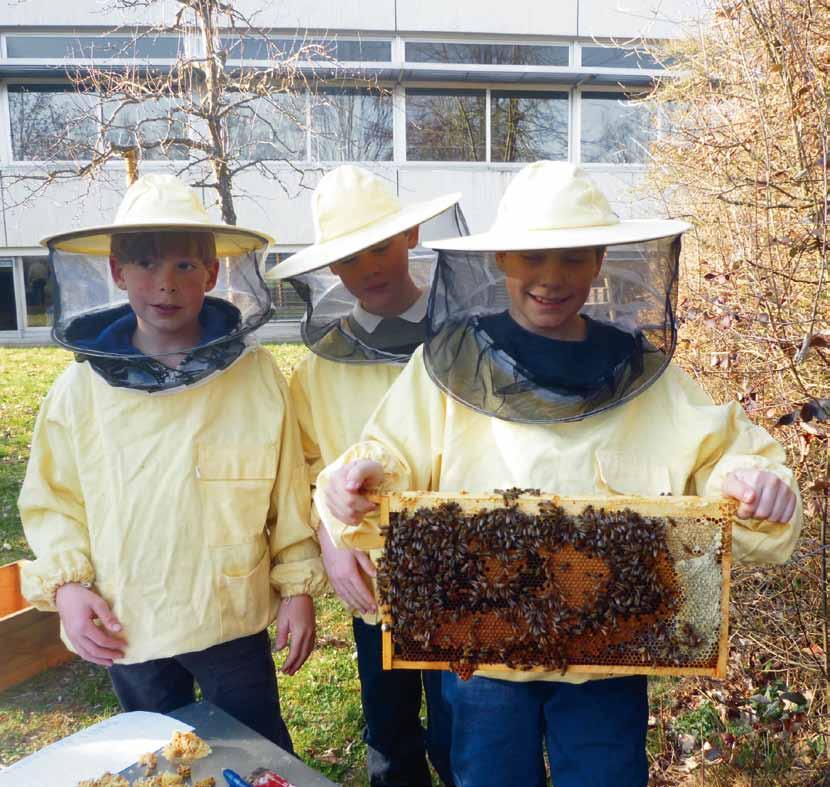 30 Mit Begeisterung bei der Sache: Schüler der Imker-AG des FWG Singen Bienen machen Schule Steinbeis unterstützt projektorientiertes Lernen Bienen sind für viele Menschen emotional besetzt als