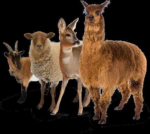 Herbi Lac Erwarten Sie demnächst Schaf- oder Ziegenlämmer auf Ihrer Weide?