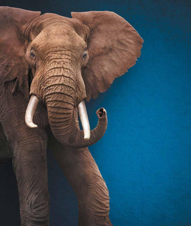 Das Leben ist zu kurz, um nicht langfristig zu denken. Ein gutes Fondsmanagement besitzt die Eigenschaften eines Elefanten. Deshalb handeln wir mit Besonnenheit, Erfahrung und Gespür.