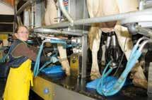 Fünfzig auf einen Streich Die Milchhof Diera KG ist ein Zusammenschluss der Familien Rühle und Schlunke, die seit 1991 ihren Milchviehbetrieb in der Nähe von Dresden kontinuierlich auf Wachstumskurs