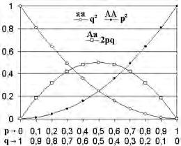Hardy-Weinberg-Gleichgewicht Die beiden Formeln für das Hardy-Weinberg Gleichgewicht lauten: p 2 + 2pq +