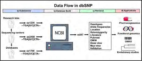 dbsnp SNP-relevante Datenbank ss# = Referenznummer des eingereichten