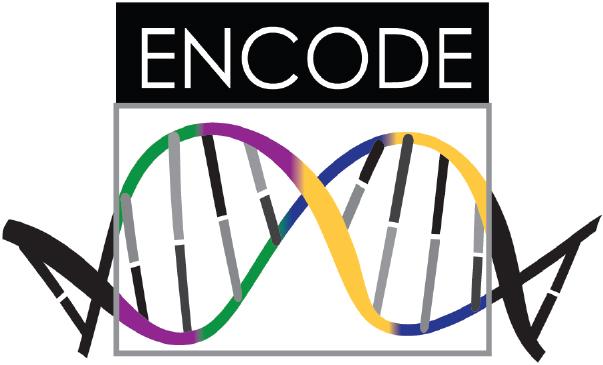 Aufgabenteil Besucht ENCODE, schaut euch dort um und öffnet dann den UCSC Genome Browser. Auf welchem humanen Chromosom landet ihr?