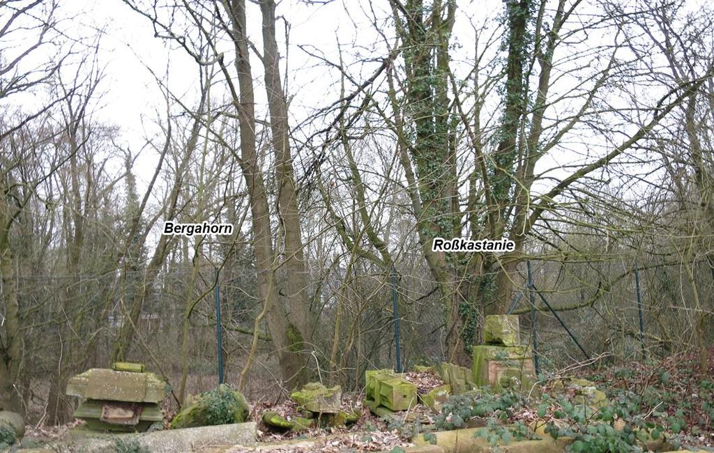 Bild 3 In der nordöstlichen Ecke des Grundstücks lagern alte Bausandsteine; die Gehölze