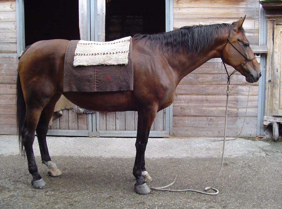 Anleitung zum Bepacken eines Pferdes Packen der Taschen Die Taschen sollen möglichst gleich schwer und voll sein.