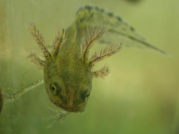 AmphibienundReptilien Autor:CyrillDelfgou;2012 Entwicklung der Froschlarven Lernziel Entwicklung der Froschlarven kennen lernen, die Kiemenatmung und den Zusammenhang zwischen ph-wert, O 2 -