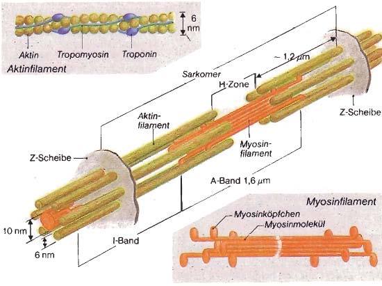 Sarkomeraufbau: Abb.4 Beschreibung der Kontraktion des Muskels Abb.5 Bei der Kontraktion gleiten dünne (Aktin-) und dicke (Myosin-) Filamente aneinander vorbei.