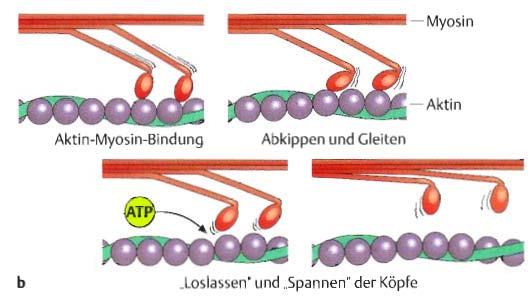 Filamentgleiten: Abb.