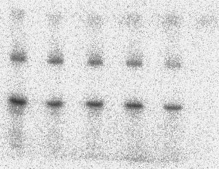 A C 50 µm 250 µm 500 µm 1500 µm rmlc Phospho -Peptid [A20]skm-rMLC(1-19) 29 B C 50 µm 250 µm 500 µm 1500 µm rmlc [A14, A20]skm-rMLC(1-19) 30 Abb.