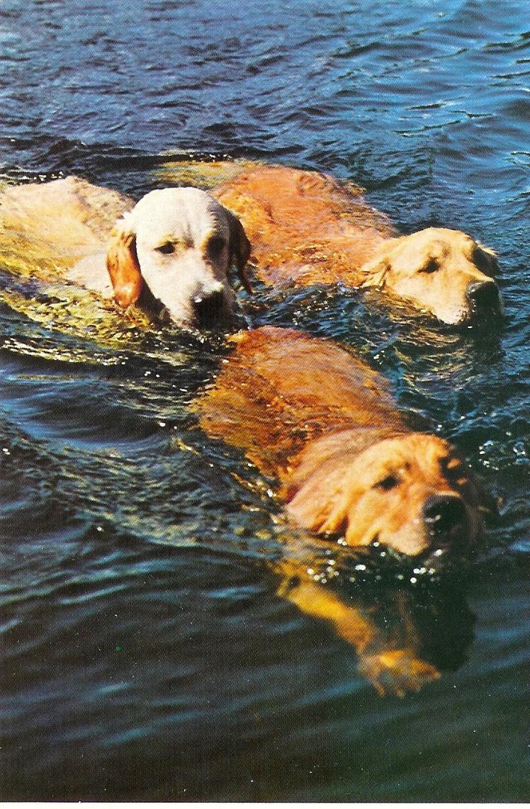 Alter Junge/mittelaltrige Hunde Rasse Golden Retriever, Dobermann, Mittelgrosse und grosse