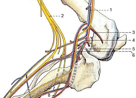 Anatomie des Kniegelenks M. extensor digitorum longus Dieser Muskel entspringt in der Fossa extensoria des Condylus lateralis ossis femoris und inseriert am Processus extensorius der Phalanx distalis.