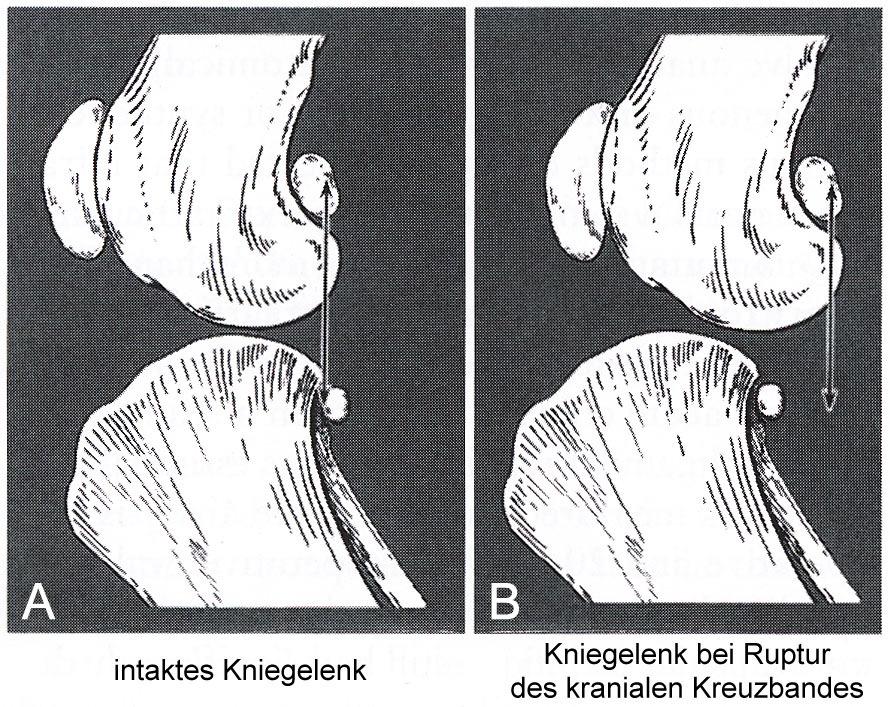 Ruptur des vorderen Kreuzbandes Wird das Röntgenbild in einer neutralen Position angefertigt, liegen im intakten Kniegelenk die Fabella, das kaudale Ende des Femurkondylus sowie das der Tibia und