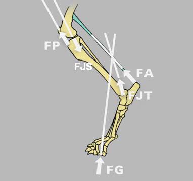 Operationsmethoden Für das Verständnis der Überlegung die dieser Technik innewohnt ist die Biomechanik des Kniegelenks wesentlich (DAMUR und MONTAVON 2006).