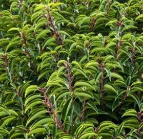 Prunus lusitanica `Angustifolia Max.