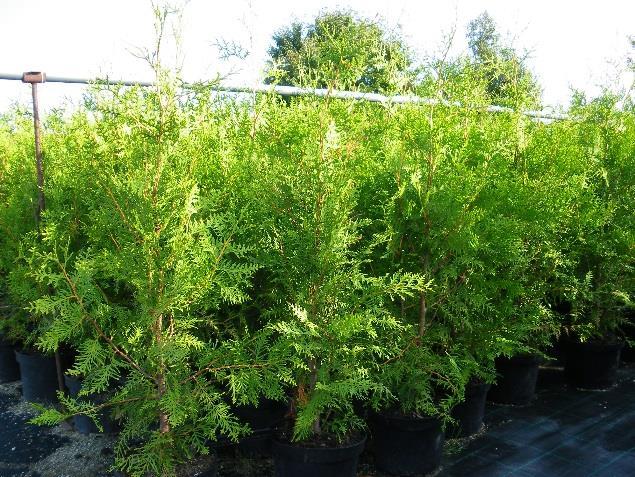 Thuja occidentalis Brabant Nadeln Breiter aufrechter Wuchs