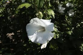 Fruchtschmuck: September-Oktober Hibiscus syr.