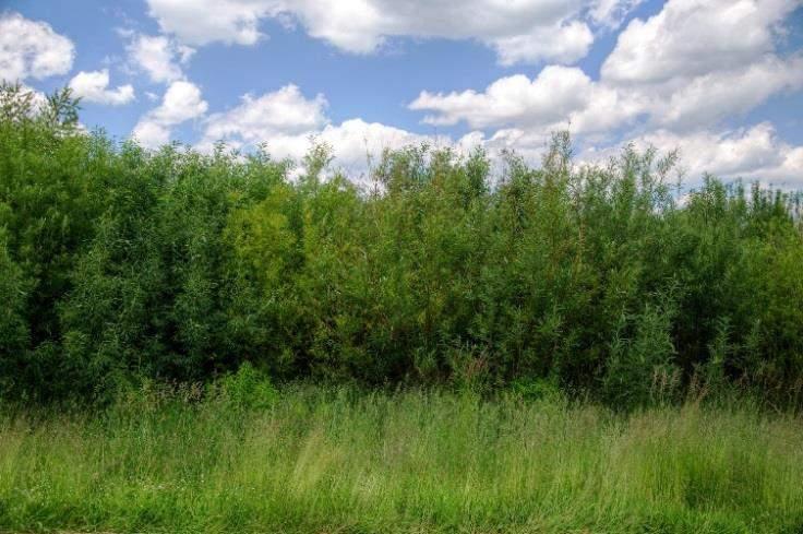 Weide (Salix spec.) im Anbau als Kurzumtriebsplantage für flachgründige Moore bzw.
