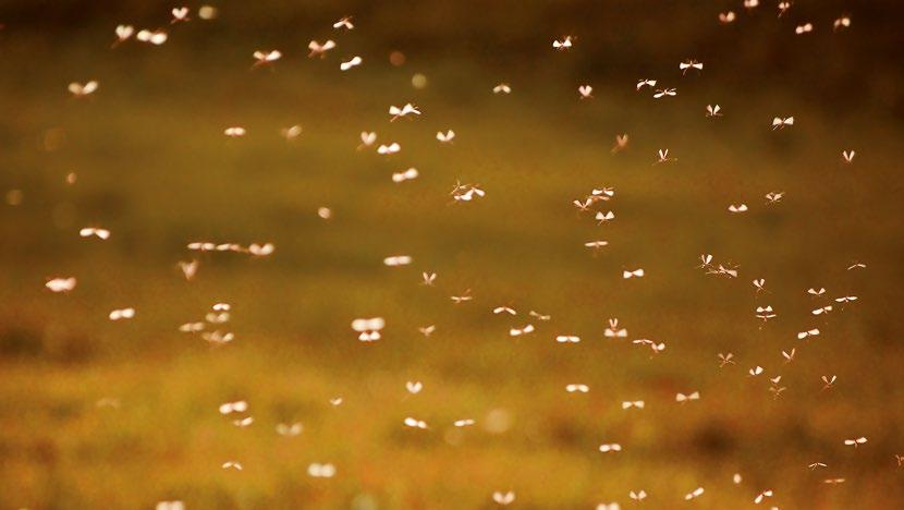 Roto Ausstattung innen Insektenschutz Insektenschutzrollo + Schutz vor Insekten bei geöffnetem Fenster +