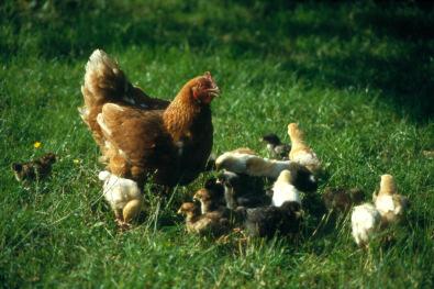 Tierschutz in der Masthühnerproduktion hnerproduktion Biologie des Huhns Soziale Gruppen Individuelles Erkennen Rangordnung Kommunikationsverhalten Ruhen: Aufbaumen Brutverhalten Futteraufnahme