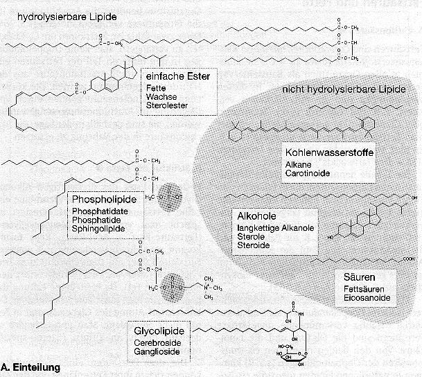 Beispiele: Welche funktionellen Gruppen sind zu erkennen?